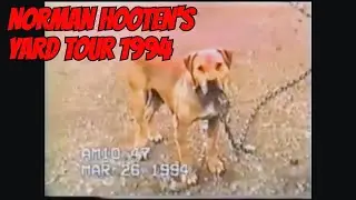 Inside the Kennel of a Gamedog Legend – Norman Hootens APBT Yard Tour