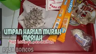 Umpan coklat ikan mas harian dan lomba | Raja Boncos