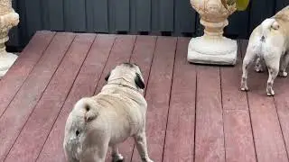 Pug Patrol in Action: Paddington & Murphy&rsquo;s Barking Extravaganza! #PugPatrol #BarkSquad #DogSecurity