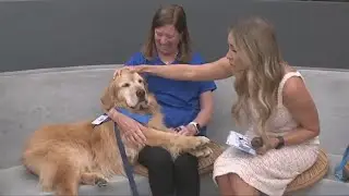 Pet Therapy Volunteers are needed at the San Diego International Airport