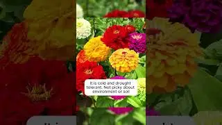 Sprinkle Mixed Flower Seeds 🌸 | Grow a Colourful Garden Easily#reels