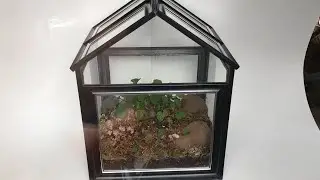 DIY $15 Terrarium | Dollar Tree