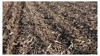 Semis direct 2025 d orge d hiver après mais grain au sprinter 6 équipe de pointes fines