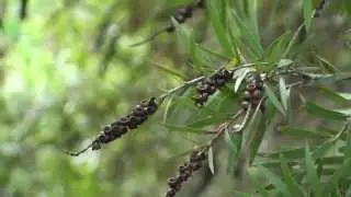 Callistemon viminalis
