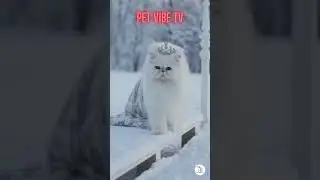 Two Cats and a Puppy Braving the Winter Chill Together #petcare #funnycat #petlifecare