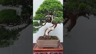 Shimpaku Itoigawa Juniper bonsai #bonsai #simplicitybonsai #bonsaitree #juniper