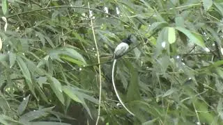 Amazing Long Tail Bird II Male Asian paradise flycatcher