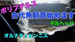 ポリプテルス デルヘッジとオルナティピンニスを飼育する！【古代魚飼育#1】