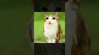 Bird Meowl Cat #meowl #cat #brainrot #brainrotanimals #memes