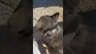 101324 Blacksmith Rob meets Husky Boss and DOG PATROL PART 1