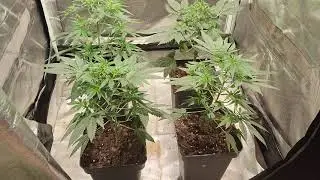 White Window x critical de @spanishseeds