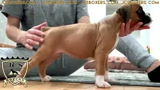 JCS Boxers - 100% Euro Boxers AKC Miami USA