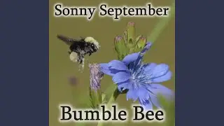 Bumble Bee