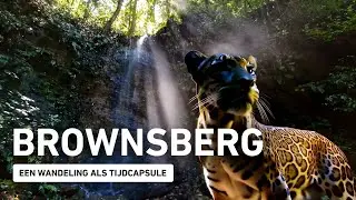 Brownsberg Natuur Park: een wandeling als tijdcapsule. (Suriname 2026)