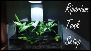 How to make a Riparium Tank / Riparium Aquarium / Riparium Plants/Paludarium build /paludarium setup