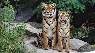 Amazon Jungle Secrets: Home to 10% of Earth&rsquo;s Species