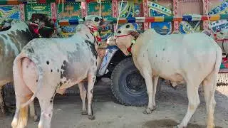 🔴 Beautiful Cows Janwar Official | Mandra Mandi - Cow kids | Bulls 2022 | Beautiful Bulls #Janwar