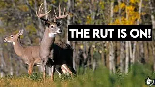Early Rut Deer Hunting with a Crossbow!