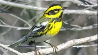Townsend's Warbler Song Video: Bird Songs Western North America-Relaxing Nature Sounds
