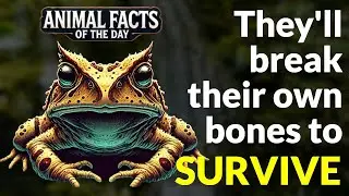 Hairy Frogs go to the EXTREME to Survive | Animal Facts of the Day