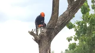 Penebangan Trembesi Bercabang di Kepung Rumah!