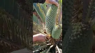 When do you remove a male cone - Cycad World of Innovations