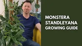 Monstera Standleyana (Philodendron Cobra) Care Tips and Growing Guide