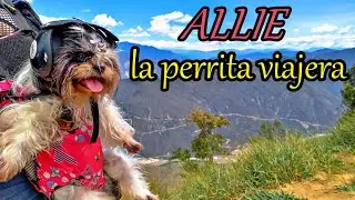 ALLIE, LA PERRITA VIAJERA QUE CONOC&Iacute; EN BUCARAMANGA| VUELTA A COLOMBIA EN MOTO