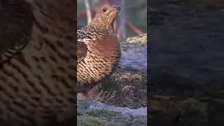 December 27, 2025Birds Meeting in Unique Style 🐦🔥 | Amazing Wildlife Moments | Birds Moments Hub