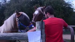 Days End Farm: A Horse's Second Chance