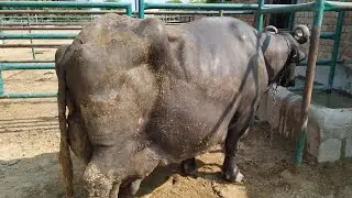 Multan bull ਦੀ ਨਾਨੀ #neeli #ravi