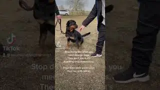 Stop Doing This When You Meet Strange Dogs #dogtraining #shorts