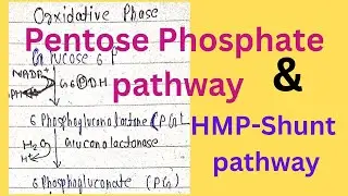 Pentose Phosphate pathway | HMP-Shunt pathway