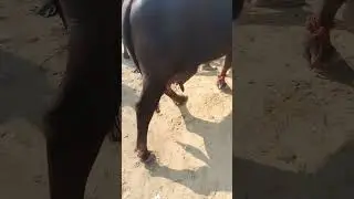 Imran cattle Farm
