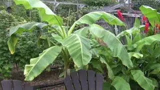 Canadian Backyard Tropical Garden-2021