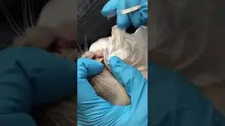 Holistic Cat Care:  Anesthesia-free dental cleaning for Lili | Purrrfectly Holistic