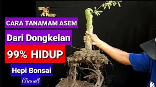 Cara Tanam Bonsai Asem Jawa Dari Dongkel Mudah Hidup