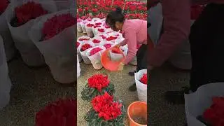 Smart Trick  Plant Packing Techniques  #satisfying #short