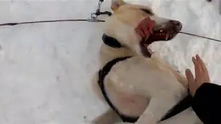 Dog Sledding at Villmarkssenter