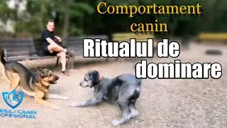 Comportament canin-Ritualul de dominare la masculi