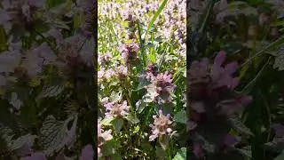 Яснотка пурпурная - невзрачное, но очень полезное растение