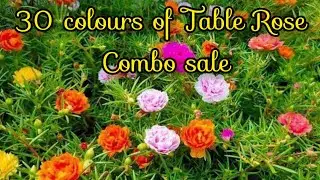 30 colours of Table Rose combo sale / Sale by @RVGarden-msv .