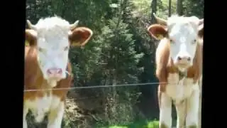 Fr&uuml;ehling im Buechiberg