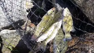 Lake Cascade Idaho Smallmouth Bass