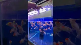 Hand feeding ￼❤️gold fish 🤍🦈#music #gold #goldfish #aquarium #bettafish #love #bettaslove #yellow