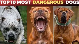 Top 10 Most Dangerous Dog Breeds (RANKED)