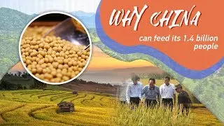 Why China can feed its 1.4 billion people