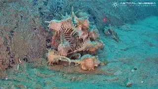 Murex sea snails
