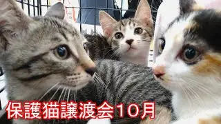【譲渡会】保護猫譲渡会2025年10月19日【群馬】