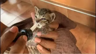 How to feed a kitten | අම්මා නැති පූස් පැටියෙක් බලාගන්නෙ මෙන්න මෙහෙමයි 🐈‍⬛ #pets #kitten #petlover
